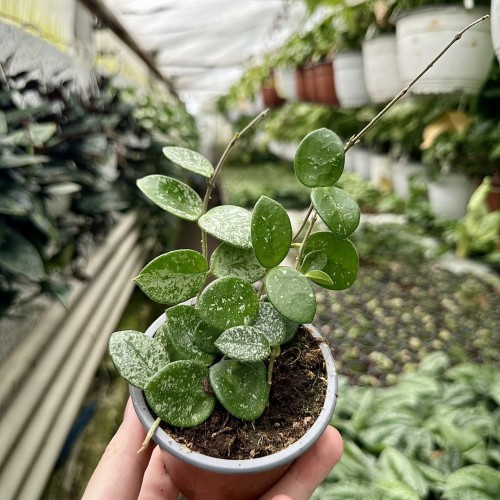 Hoya Mathilde Splash Hoja P9 #1