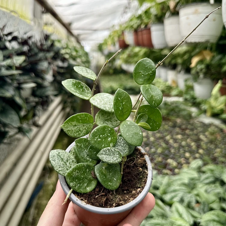 Hoya Mathilde Splash Hoja P9 #1