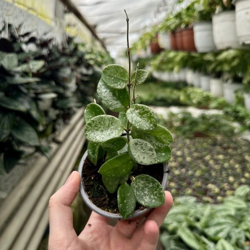Hoya Mathilde Splash Hoja P9 #2