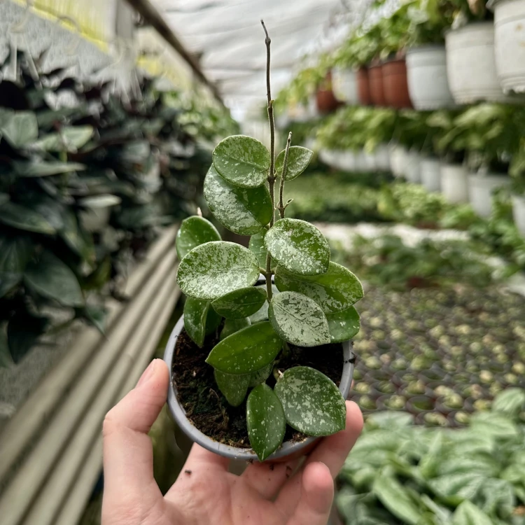 Hoya Mathilde Splash Hoja P9 #2
