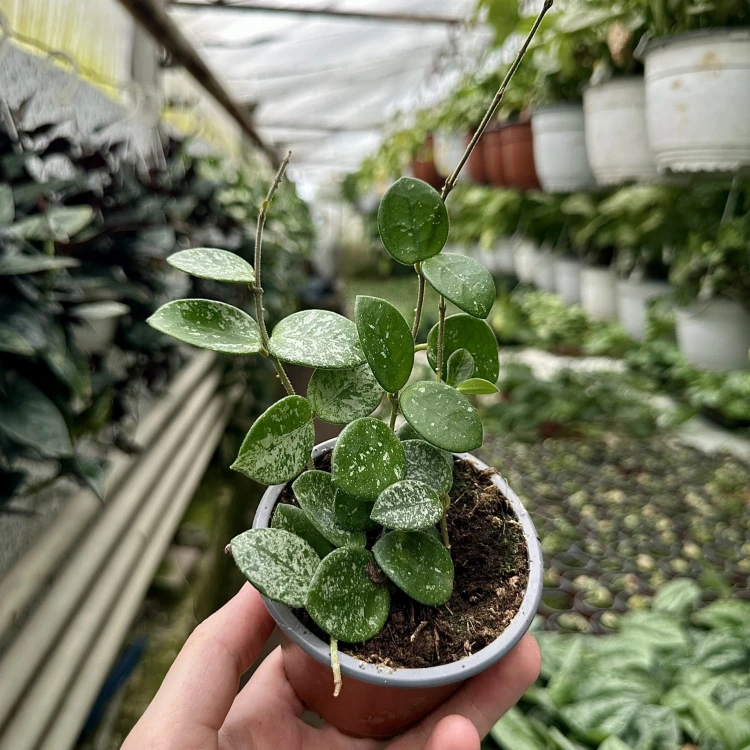 Hoya Mathilde Splash Hoja P9 #3