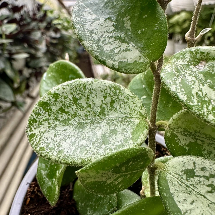 Hoya Mathilde Splash Hoja P9 #4