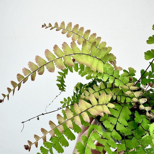 Adiantum Caudatum Paproć #2