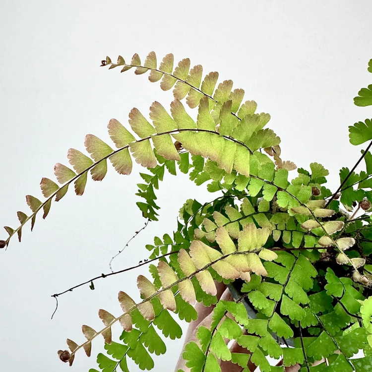 Adiantum Caudatum Paproć #2