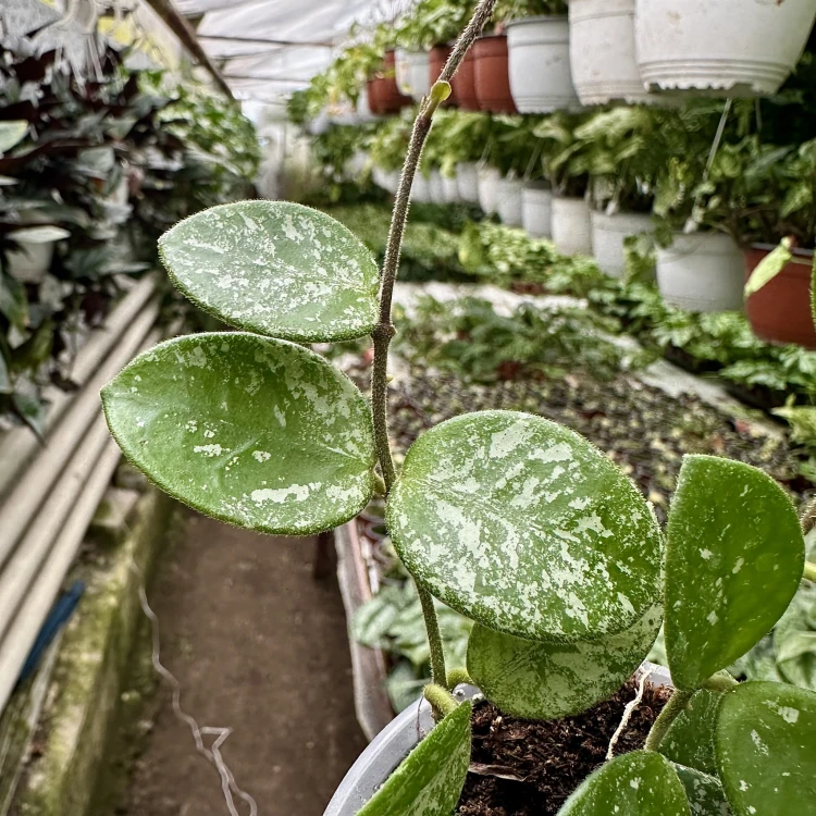 Hoya Mathilde Splash Hoja P9 #5