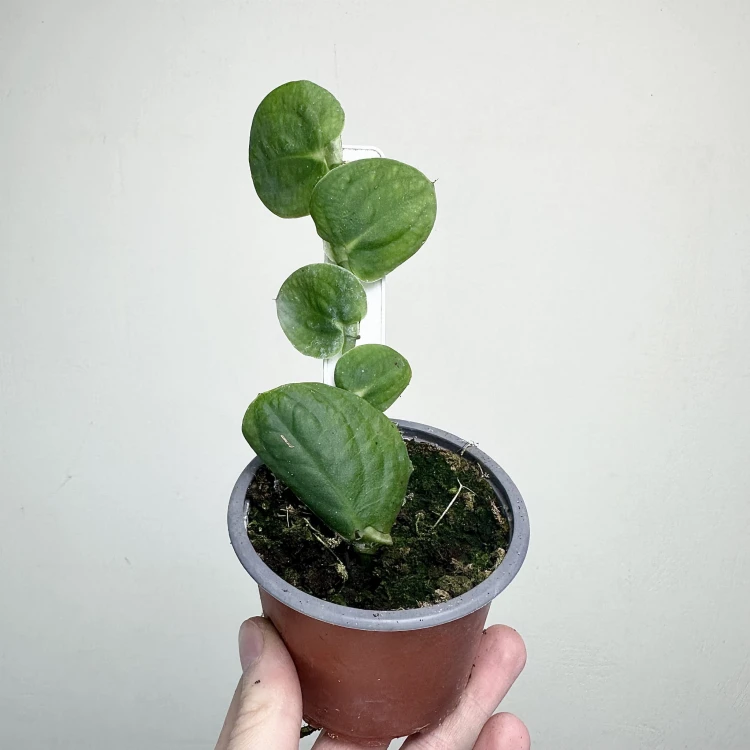 Rhaphidophora celatocaulis P9 #2
