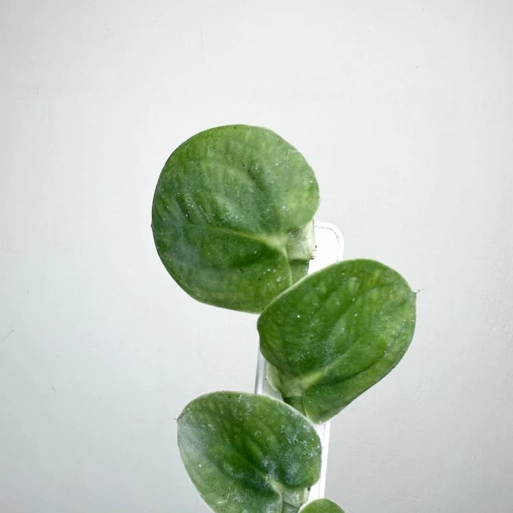 Rhaphidophora celatocaulis P9 #3