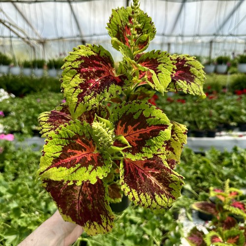 Coleus Koleus zielono-bordowo-czerwony Pokrzywka Ozdobna #1
