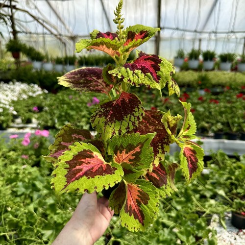 Coleus Koleus zielono-bordowo-czerwony Pokrzywka Ozdobna #2