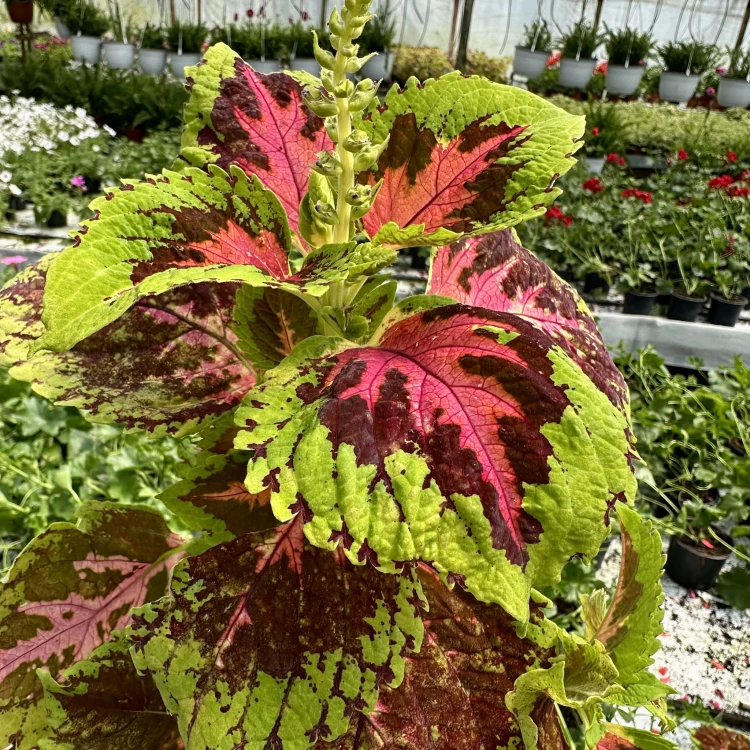 Coleus Koleus zielono-bordowo-czerwony Pokrzywka Ozdobna #3