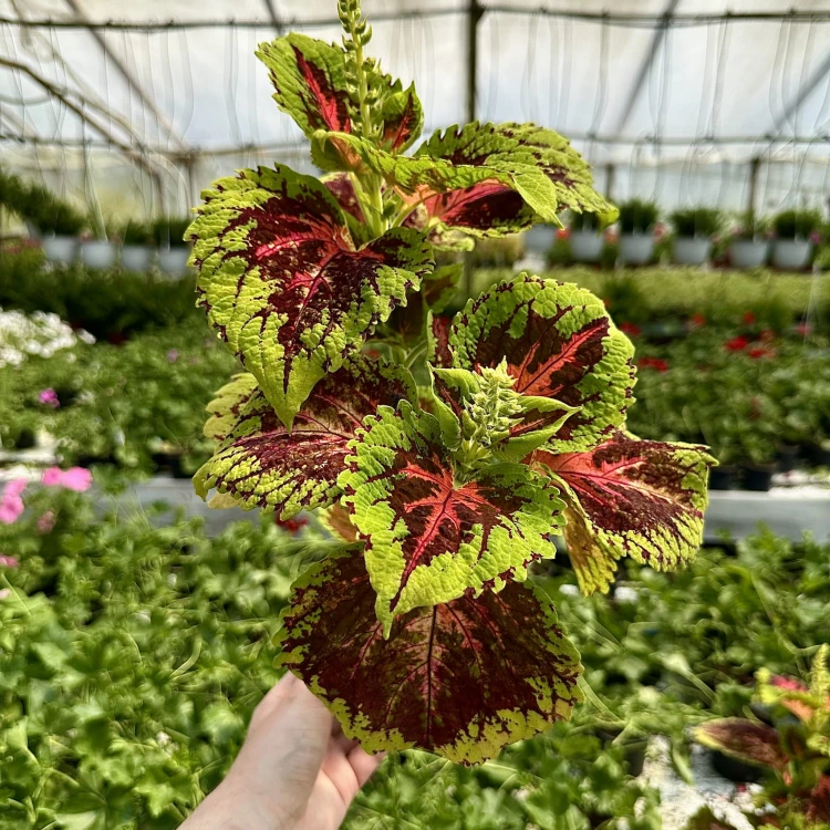 Coleus Koleus zielono-bordowo-czerwony Pokrzywka Ozdobna #4