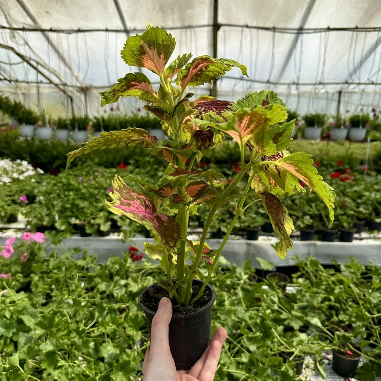 Coleus Koleus zielono-bordowo-czerwony Pokrzywka Ozdobna #5