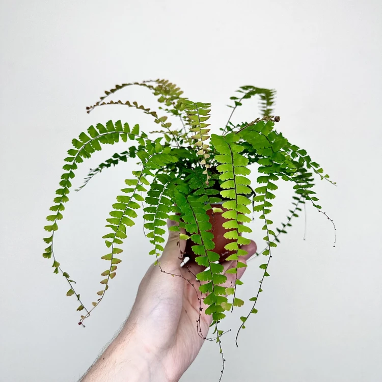 Adiantum Caudatum Paproć #3