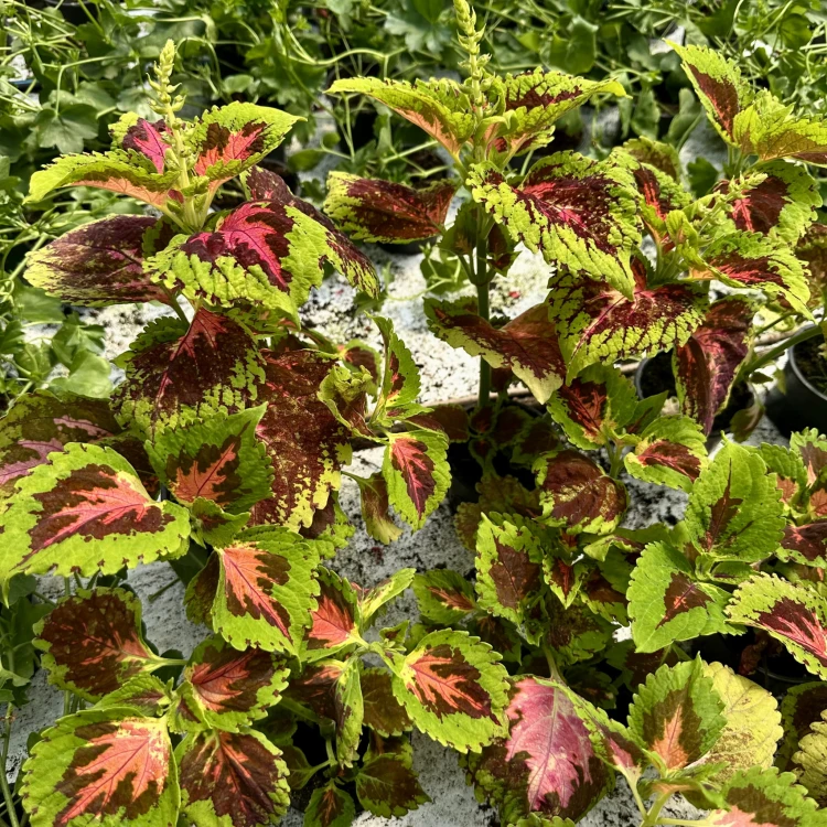 Coleus Koleus zielono-bordowo-czerwony Pokrzywka Ozdobna #6