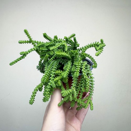 Crassula Sally Sawtooth P9 #2
