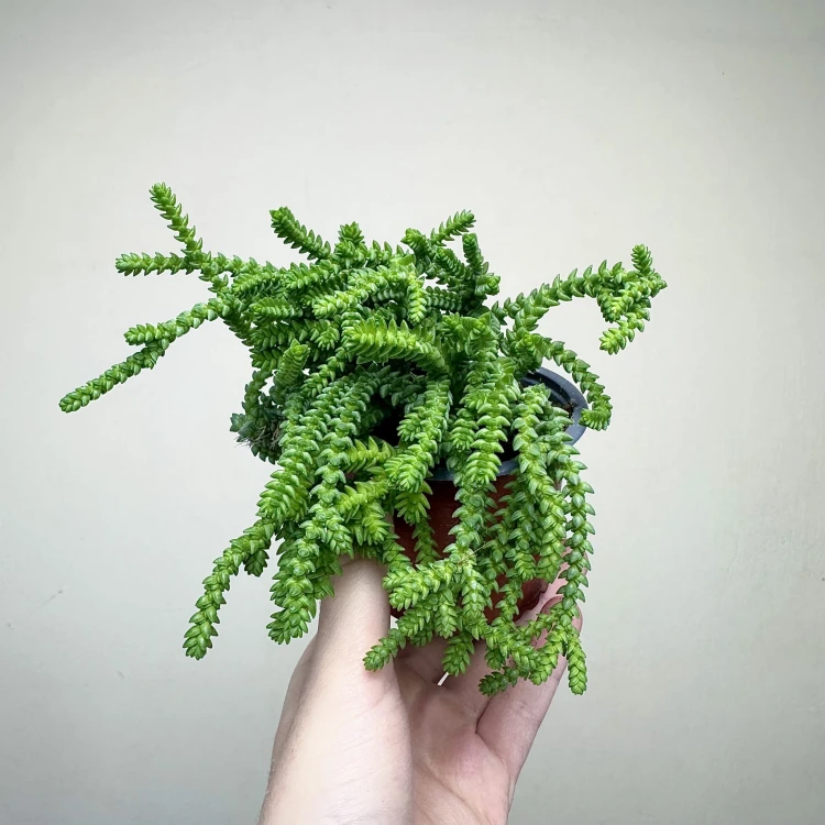 Crassula Sally Sawtooth P9 #2