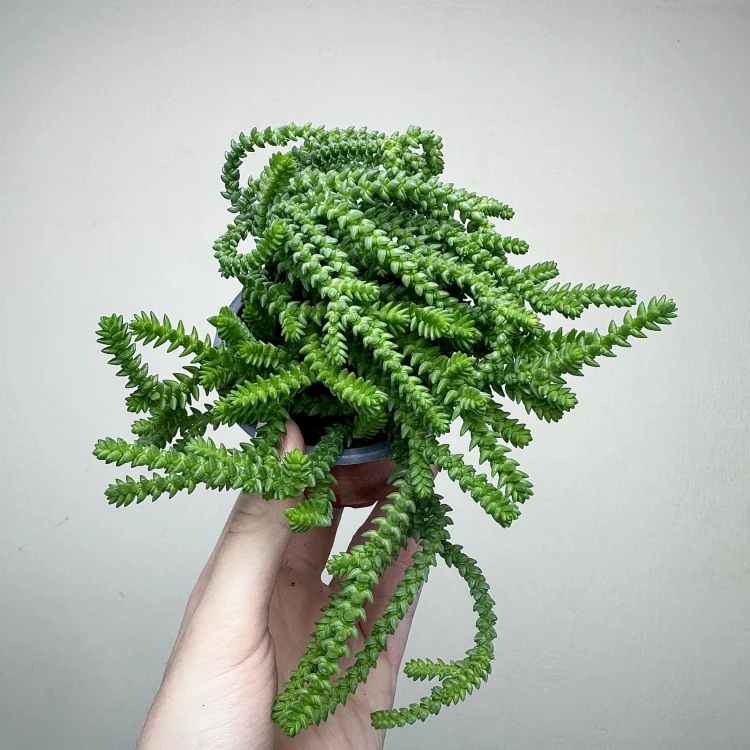 Crassula Sally Sawtooth P9 #3