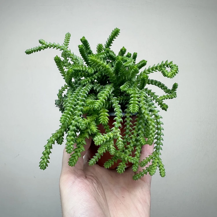 Crassula Sally Sawtooth P9 #5