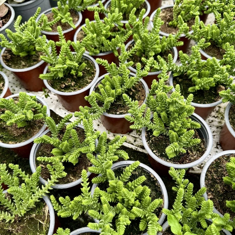 Crassula Sally Sawtooth P9 #6