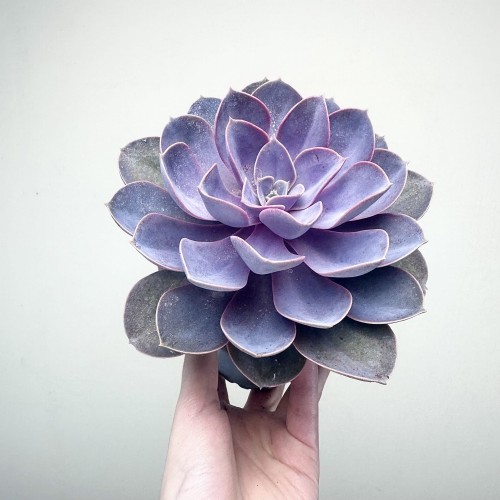 Echeveria Metallica Eszeweria #1