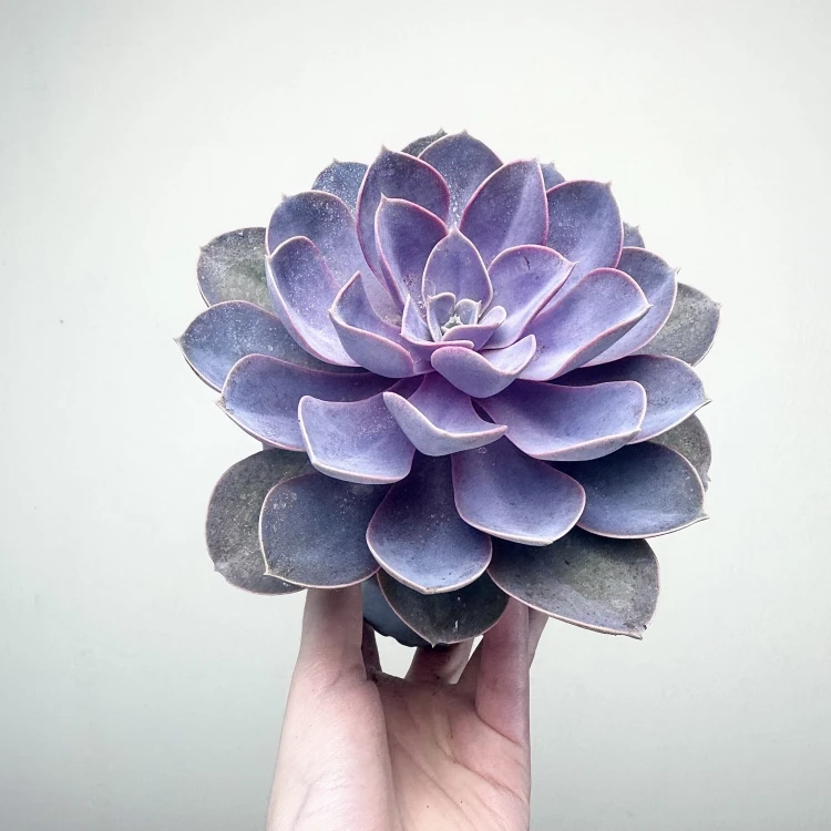 Echeveria Metallica Eszeweria #1