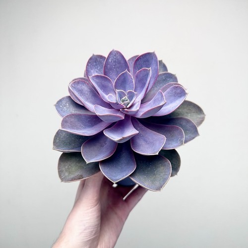 Echeveria Metallica Eszeweria #2