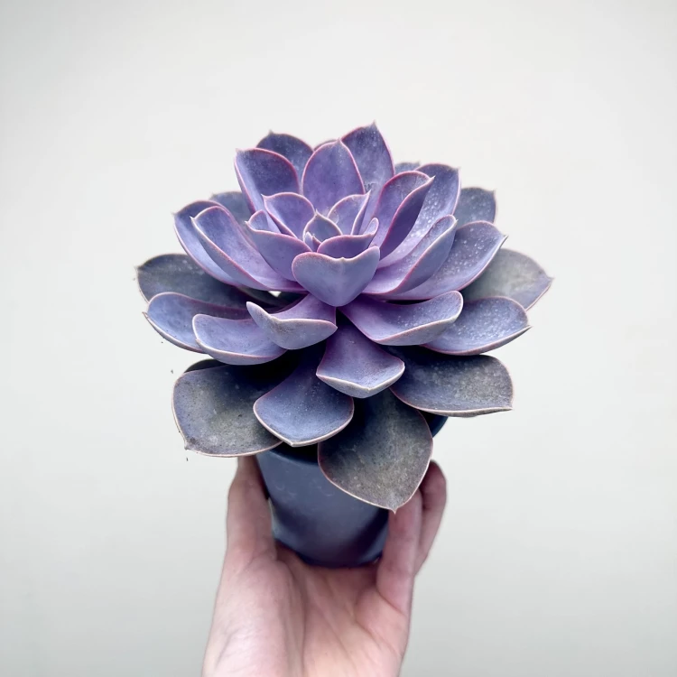 Echeveria Metallica Eszeweria #3
