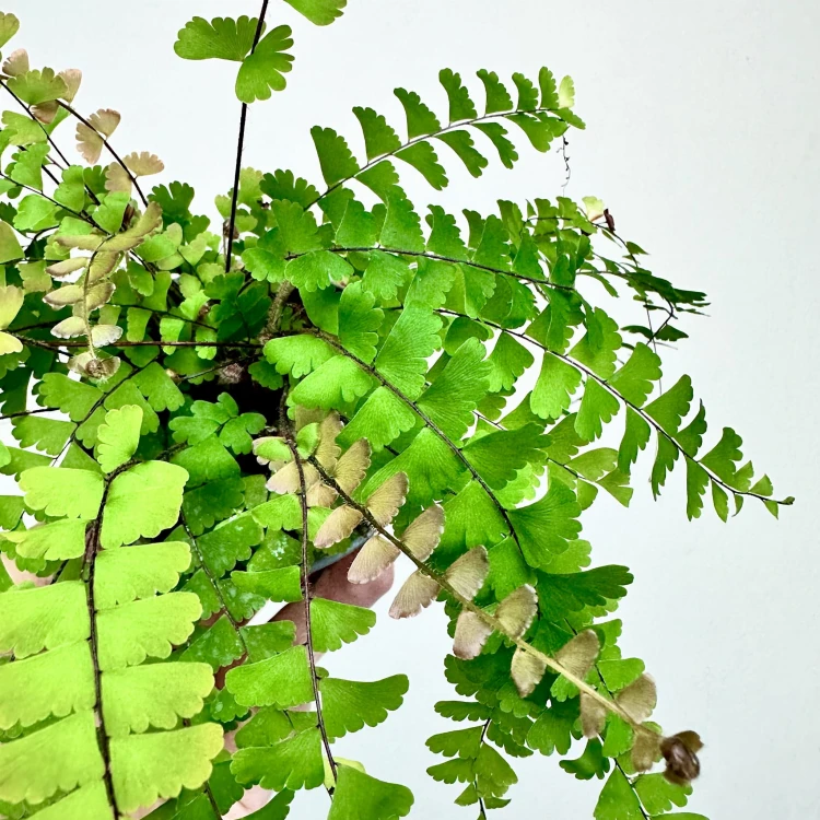 Adiantum Caudatum Paproć #4