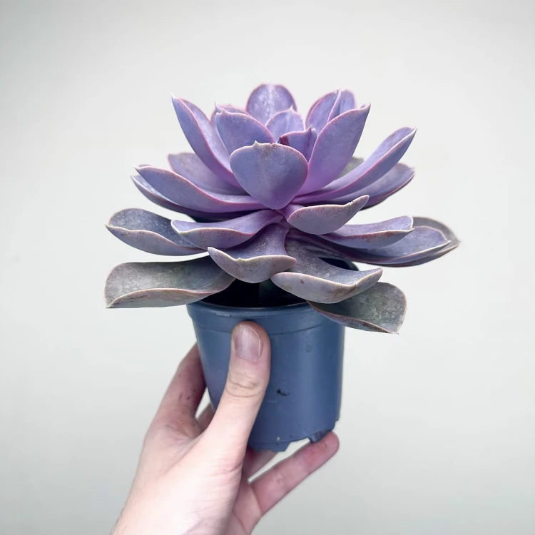 Echeveria Metallica Eszeweria #5