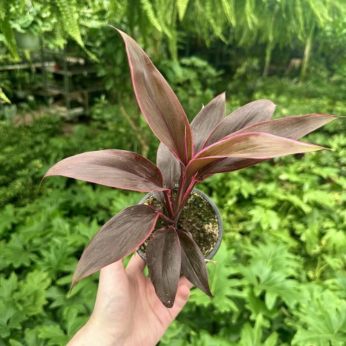Kordylina Tango Cordyline #1