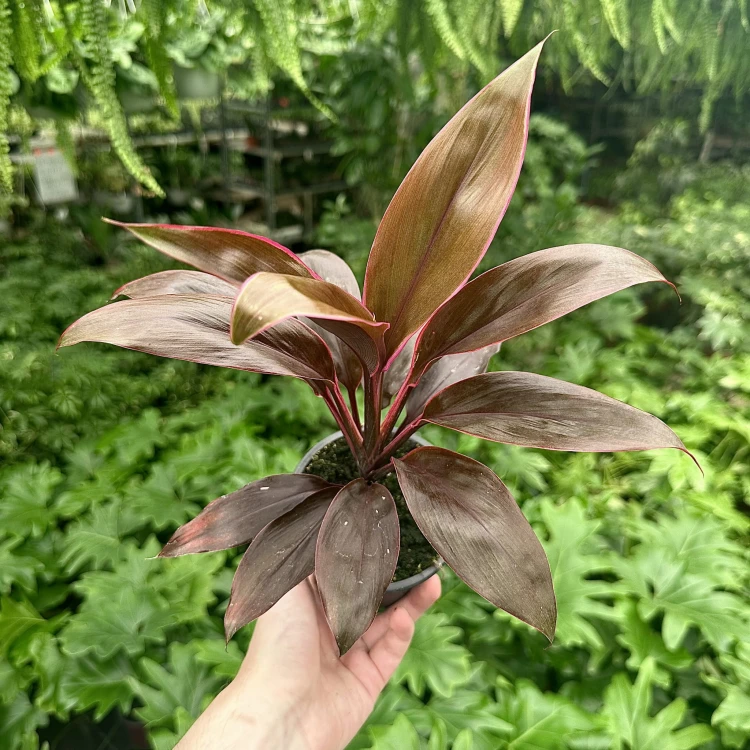 Kordylina Tango Cordyline #3