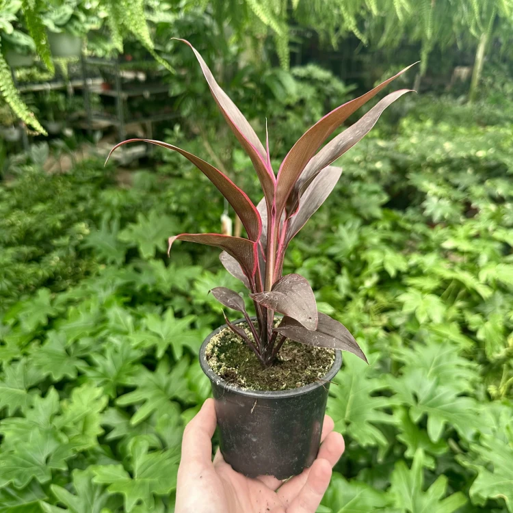 Kordylina Tango Cordyline #4