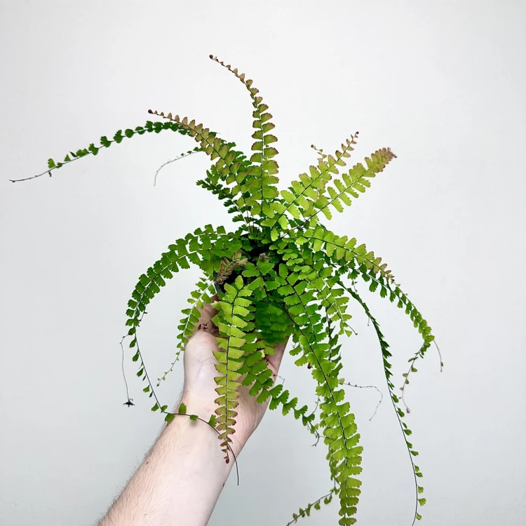 Adiantum Caudatum Paproć #5