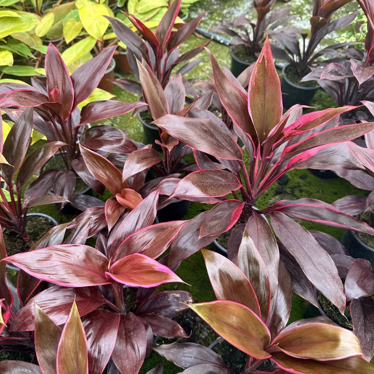 Kordylina Tango Cordyline #5