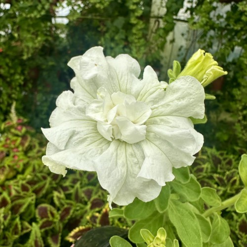 Surfinia Double White Petunia Biała #1