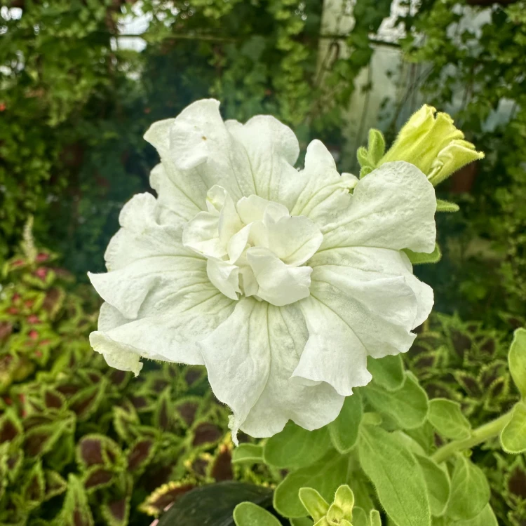 Surfinia Double White Petunia Biała #1