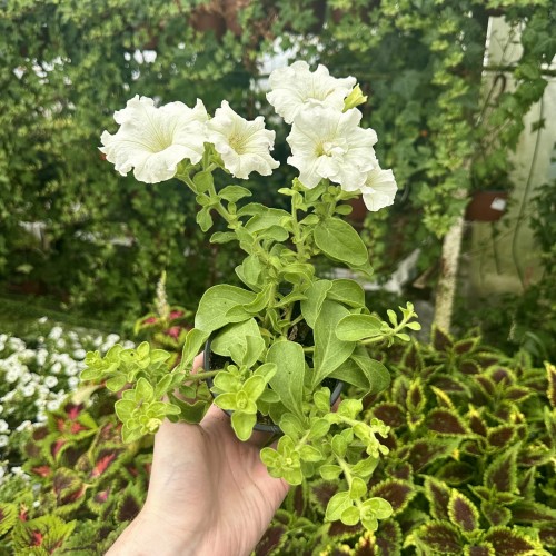 Surfinia Double White Petunia Biała #2
