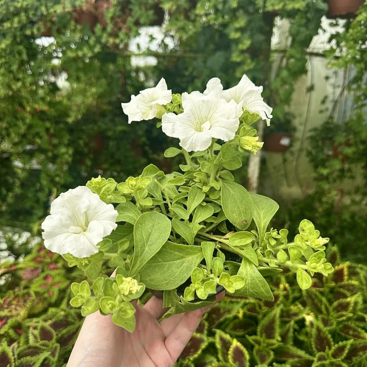 Surfinia Double White Petunia Biała #3
