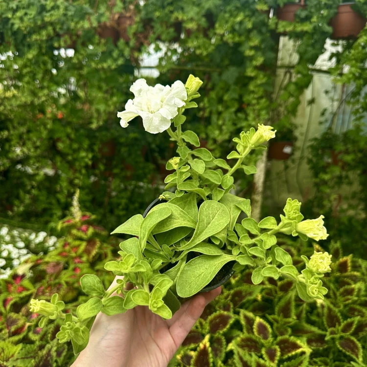 Surfinia Double White Petunia Biała #4