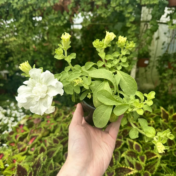 Surfinia Double White Petunia Biała #5