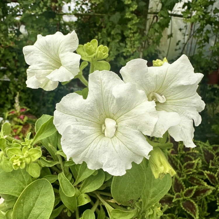 Surfinia Double White Petunia Biała #6