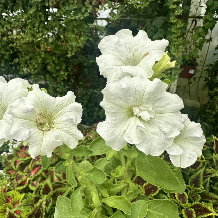 Surfinia Double White Petunia Biała #7