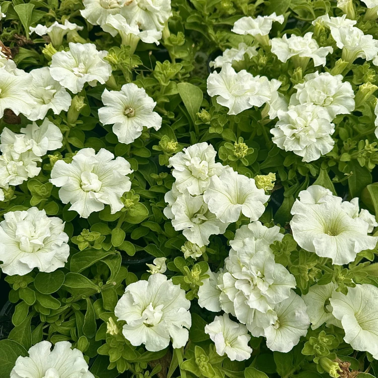 Surfinia Double White Petunia Biała #8