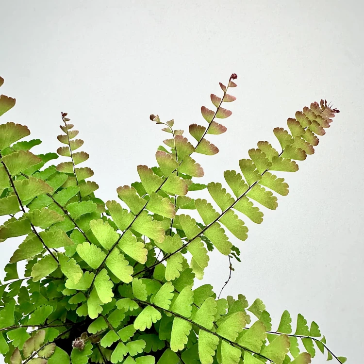 Adiantum Caudatum Paproć #6