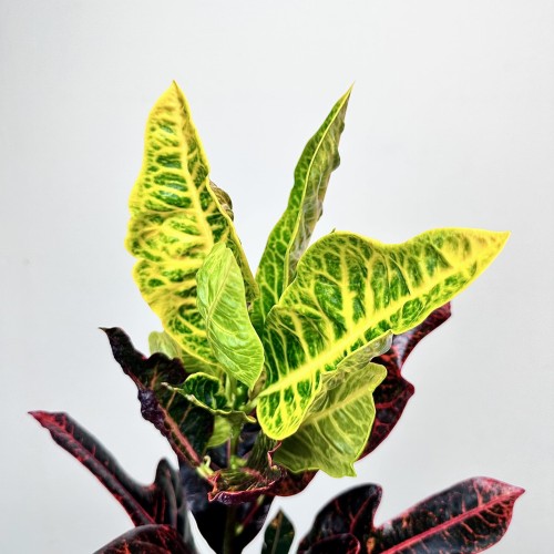 Kroton Excellent Codiaeum P14 #2