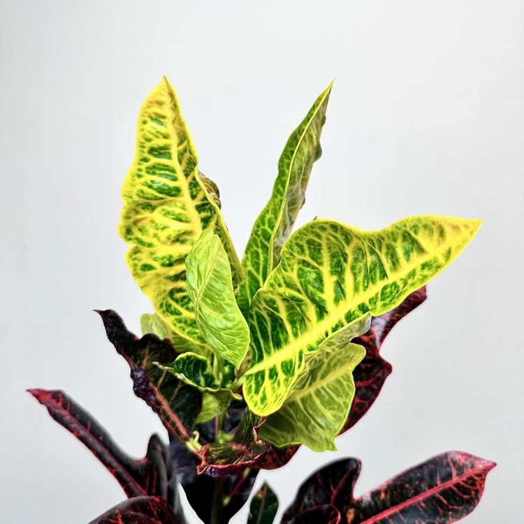 Kroton Excellent Codiaeum P14 #2