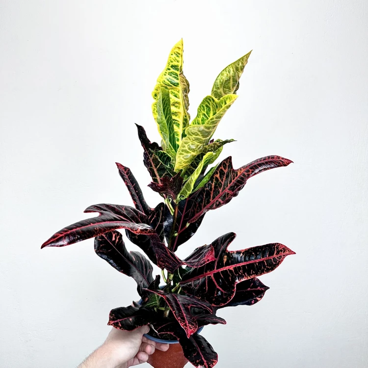 Kroton Excellent Codiaeum P14 #3