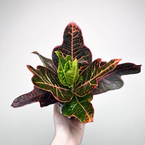 Kroton Excellent Codiaeum P11 #1