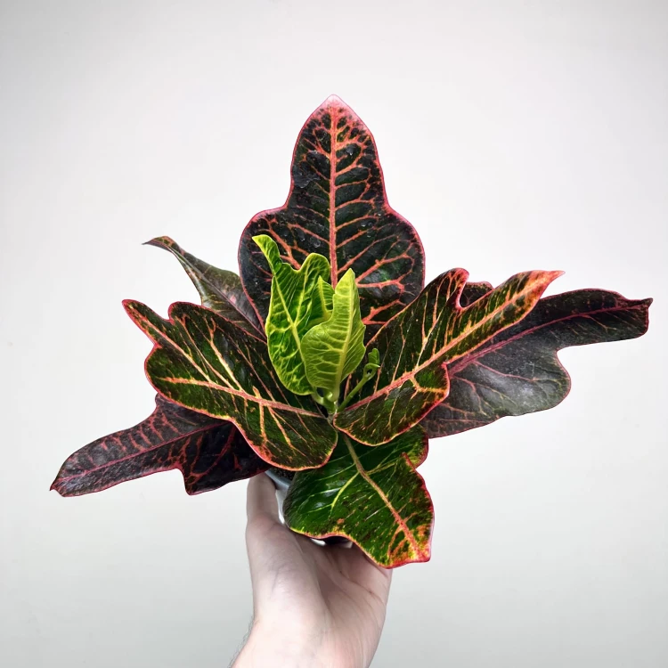 Kroton Excellent Codiaeum P11 #1
