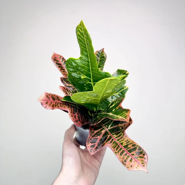 Kroton Excellent Codiaeum P11 #2